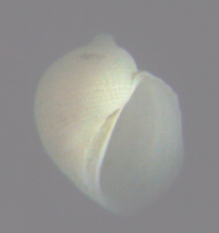 Macromphalus abylensis